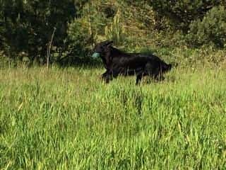 Atje (Jiggers Tarka Lovely Atje)