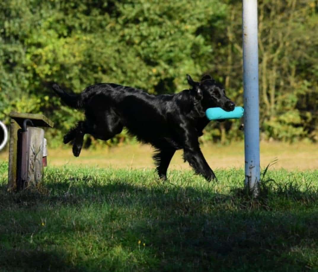 Anja
