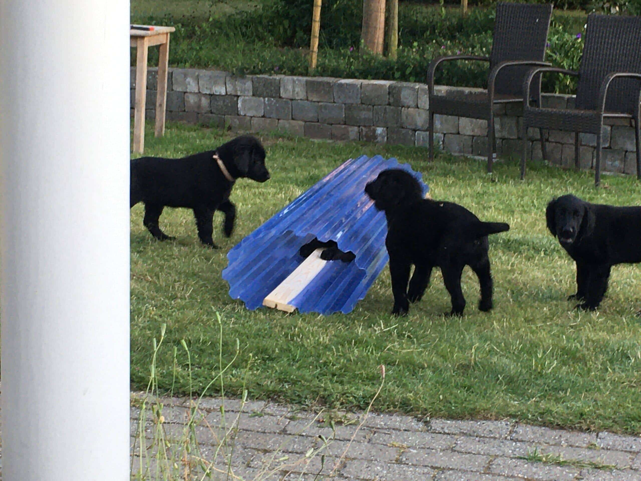Anja_Hvalpe_Roer Hunde leg