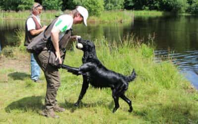 Flatcoat hundetræning forår 2026