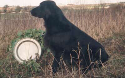 Birkebo Black Candy’s Winner