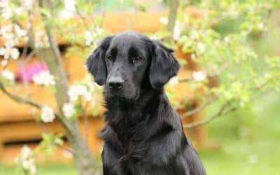 Hvalpe ventes i Tyskland efter Holly & Murphy til April