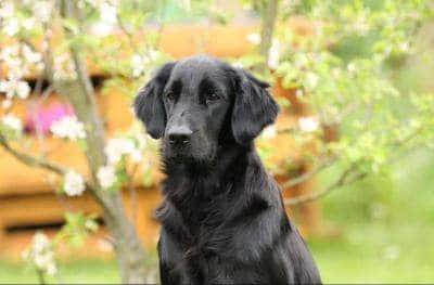 Flatcoated Hvalpe Kennel