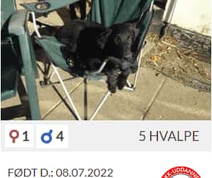 Hvalpe efter Midde og Murphy er nu født 8 Juli