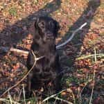 Anja (Jiggers Tarka Lovely Anja)