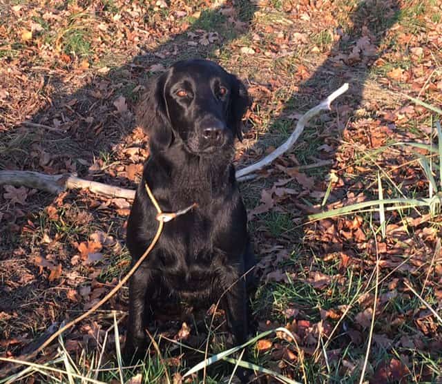 Anja (Jiggers Tarka Lovely Anja)