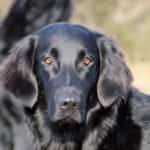 Midde (Jiggers Tarka Lovely midde)