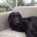 Lucky (Jiggers Tarka Lovely Lucky)
