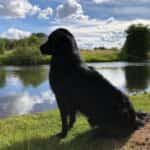 Jiggers Tarka Lovely Knudi