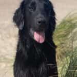 Jiggers Black Harris