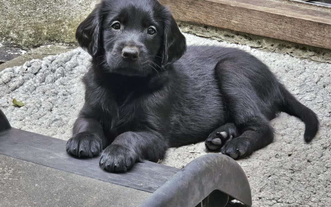 Flatcoat Hvalpe efterår 2026