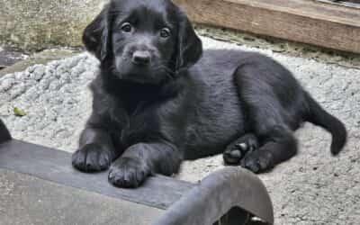 Flatcoat Hvalpe efterår 2026