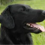 Butler (Birkebo Albelill Butler)