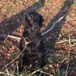 Anja (Jiggers Tarka Lovely Anja)