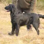 Murphy (Clannabanna Black Jigger)