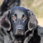 Midde (Jiggers Tarka Lovely midde)